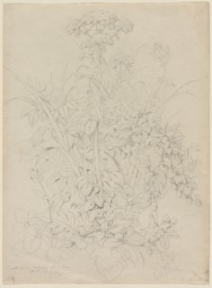 Plant Study, 1857. Creator: Eugene Bléry (French, 1805-1886).