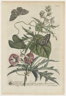Plantae et papiliones rariores: No. 7, 1748. Creator: Georg Dionysius Ehret (German, 1708-1770).