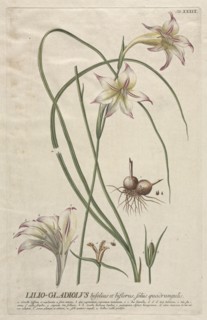 Plantae Selectae: No. 39 - Lilio-Gladiolus. Creator: Georg Dionysius Ehret (German, 1708-1770); Christopher Jacob Trew (German).