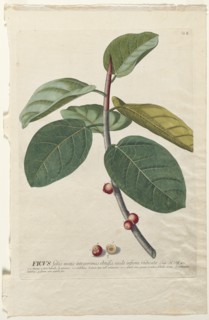 Plantae Selectae: No. 50 - Ficus. Creator: Georg Dionysius Ehret (German, 1708-1770); Christopher Jacob Trew (German).