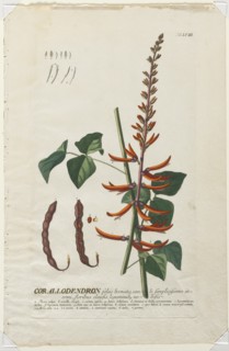 Plantae Selectae: No. 58 - Corallodendron. Creator: Georg Dionysius Ehret (German, 1708-1770); Christopher Jacob Trew (German).