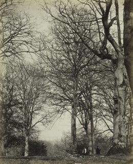 Queen Adelaide's Beech, before 1864. Creator: James Sinclair, 14th Earl of Caithness (British, 1821-1881); William Bambridge (British, 1819-1879), or ; Longman, Green, Longman, Roberts & Green.
