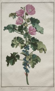 Recueil de vingtquatre plantes et fleurs: Mallow, after 1772. Creator: de Seve (French).