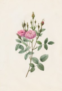 Rosa Pomponiana Muscosa, 1817-1824. Creator: Henry Joseph Redouté (French, 1766-1853).