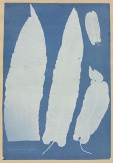 Scolopendrium Vulgare, 1852-1854. Creator: Anna Atkins (British, 1799-1871).