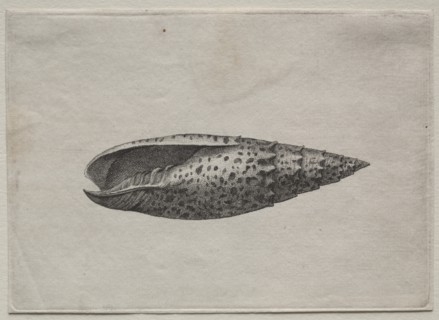 Shells: Mitra papalis L, c. 1640s. Creator: Wenceslaus Hollar (Bohemian, 1607-1677).