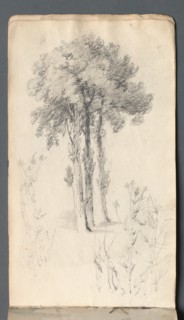 Sketchbook: Tree Study, 1814. Creator: Samuel Prout (British, 1783-1852).