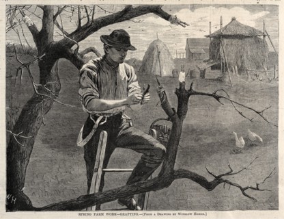 Spring Farm Work - Grafting, 1870. Creator: Winslow Homer (American, 1836-1910).