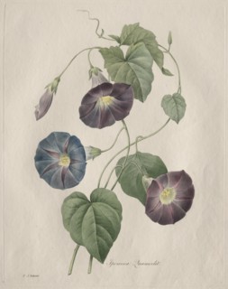 Star-glory Morning-glory, 1827. Creator: Henry Joseph Redouté (French, 1766-1853).
