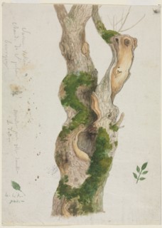 Study of a Tree Trunk. Creator: Georges Michel (French, 1763-1843).