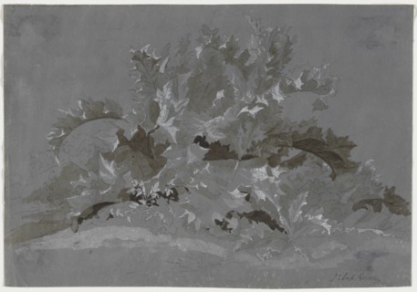 Study of Weeds, 1800-1850. Creator: Jean Antoine Linck (Swiss, 1766-1843).