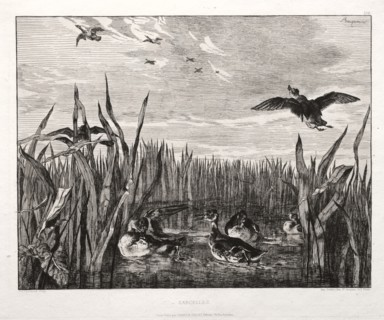 Teals, 1853 (printed 1864). Creator: Félix Bracquemond (French, 1833-1914); Cadart & Luquet, 79, rue Richelieu.