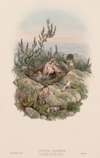 The Birds of Great Britain: Cuculus canorus. Creator: John Gould (British, 1804-1881).