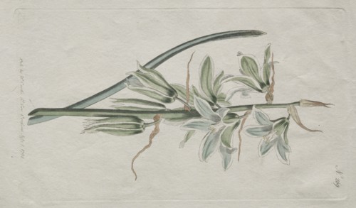 The Botanical Magazine or Flower Garden Displayed: Star of Bethlehem, 1794. Creator: William Curtis (British, 1746-1799).