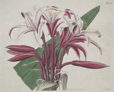 The Botanical Magazine or Flower Garden Displayed: Stately Crinum, 1823. Creator: S. Curtis (British).