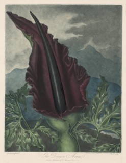 The Dragon Arum, Black Calla or Solomon's Lily, 1799-1807. Creator: Robert John Thornton (British, 1768-1837); William Ward (British, 1776-1826).