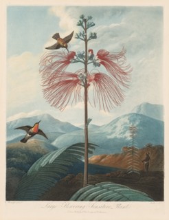 The Temple of Flora, or Garden of Nature: Large Flowering Sensitive Plant, 1799-1807. Creator: Robert John Thornton (British, 1768-1837).