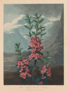 The Temple of Flora, or Garden of Nature: The Narrow-leaved Kalmia, Mountain Laurel, 1804. Creator: Robert John Thornton (British, 1768-1837).