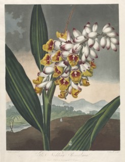 The Temple of Flora, or Garden of Nature: The Nodding Renealmia, 1801. Creator: Robert John Thornton (British, 1768-1837).