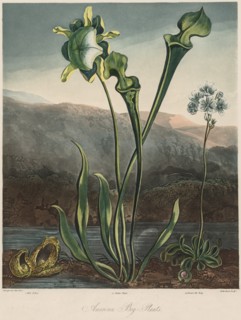 The Temple of the Flora: American Bog Plants. Creator: Thomas Sutherland (British, 1785-aft 1825); Robert John Thornton (British, 1768-1837).