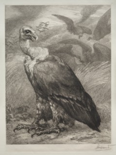 The Vulture, 1904. Creator: Félix Bracquemond (French, 1833-1914); Emil Dolot (Société des amis de l'estampes français).