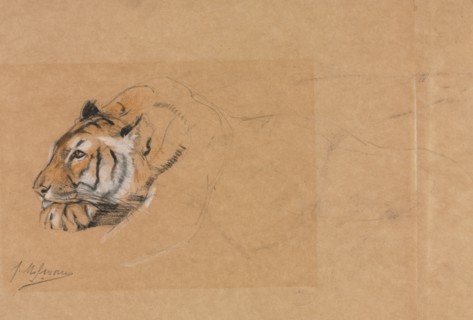 Tiger. Creator: John Macallan Swan (British, 1847-1910).