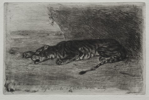 Tigre couché à lentrée de son antre. Creator: Eugène Delacroix (French, 1798-1863).