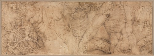 Torsos with Rib Cages, early 1540s. Creator: Battista Franco (Italian, c. 1510-1561).