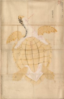 Tortoise, 18th century. Creator: Unknown.
