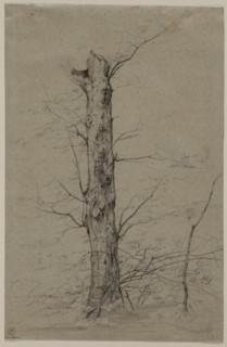 Tree, c. 1835-45. Creator: Ludwig Ferdinand Schnorr von Carolsfeld (German, 1788-1853).