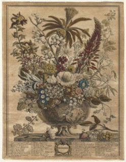 Twelve Months of Flowers: December, 1730. Creator: Henry Fletcher (British, active 1715-38).