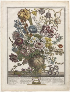 Twelve Months of Flowers: March, 1730. Creator: Henry Fletcher (British, active 1715-38).
