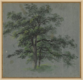 Two Trees (recto) Tree Studies (verso), first half 1800s. Creator: Johann Jacob Dorner (German, 1775-1852).