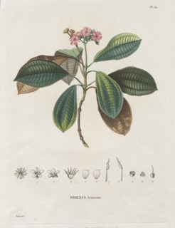 Voyage aux Régions équinoxiales du nouveau continent, fait dans les années 1709 à 1804..., 1816-1823 Creator: Alexander, Freiherr von Humboldt (German, 1769-1859).