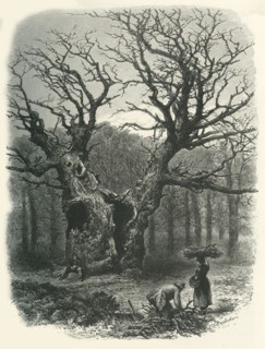 'William the Conqueror's Oak', c1870.