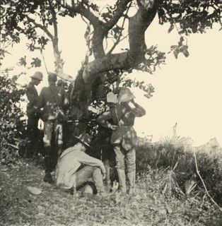 'Tree from which Captain Paget...Saw...San Juan Battle', Spanish-American War, June 1898, (1899). Creator: Burr McIntosh.
