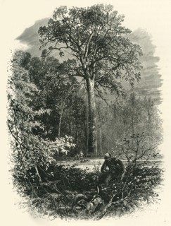 'The Victoria Oak, Windsor Forest', c1870.