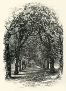 'The Lime Walk, Trinity', c1870.