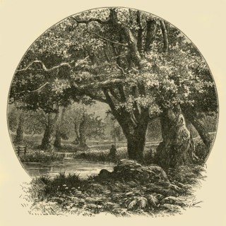 'Oaks at Bradgate', 1898. Creator: Unknown.