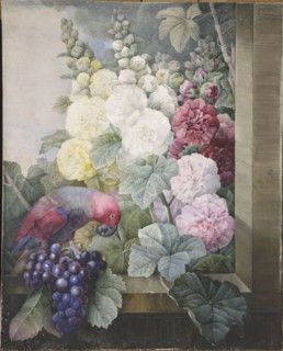Hollyhocks, grapes and a parrot, 1836. Creator: Redouté, Pierre-Joseph (1759-1840).