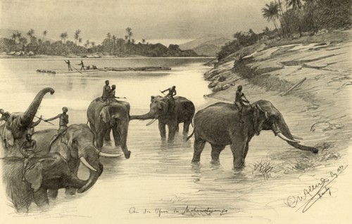 Elephants on the banks of the Mahaweli River, Ceylon, 1898.  Creator: Christian Wilhelm Allers.