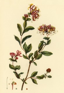 'Honeysuckle', 1777, (1944).  Creator: William Kilburn.