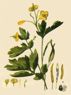 'Greater Celandine', 1839, (1944). Creator: Unknown.