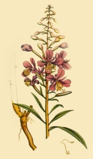 'Rosebay Willowherb', late 18th-early 19th century, (1944).  Creator: Unknown.