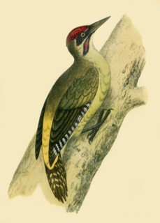 'Green Woodpecker', 1852, (1942).  Creators: Francis Orpen Morris, Richard Alington.
