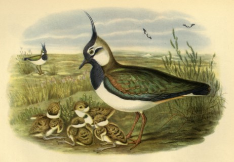 'Lapwing and Young', 1865, (1942). Creator: John Gould.