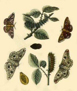 'Emperor Moth', 1749, (1943).  Creator: H Terasson.