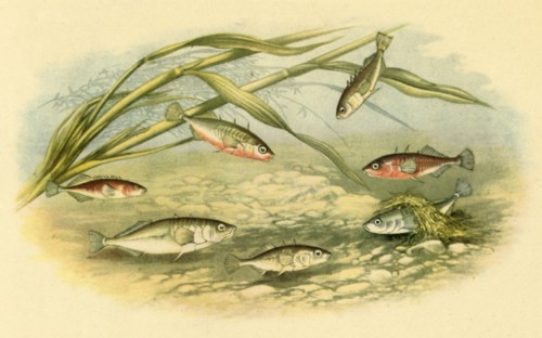 'Sticklebacks', 1879, (1943).  Creator: Alexander Francis Lydon.