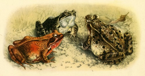 'Common Frogs', 1908, (1943).  Creator: Unknown.