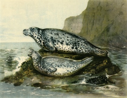 'Grey Seal', c1905, (1943). Creator: John Guille Millais.